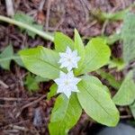 Lysimachia borealis花