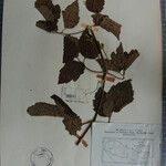 Clematis buchananiana Otro