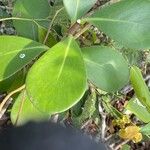 Clusia grandiflora Splitg.Leaf