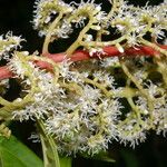 Miconia trinervia Flower