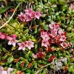 Kalmia procumbens 花