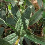 Pentanema hirtum Leaf