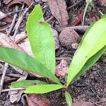 Brackenridgea arenaria Лист