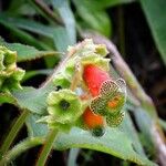 Kohleria warszewiczii Flor