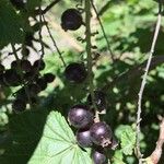 Ribes magellanicum Fruto