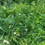 Erigeron annuus ശീലം