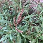 Amaranthus muricatus Kvet