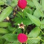 Rubus illecebrosus Fruit