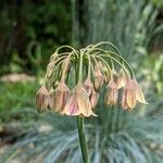 Allium siculum