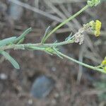 Nidorella resedifolia Pokrój