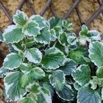 Plectranthus madagascariensis 叶