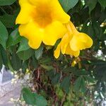 Allamanda cathartica फूल