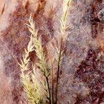 Enneapogon desvauxii Floro