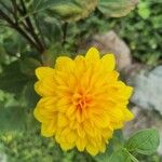 Helianthus decapetalus 花