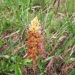 Orobanche elatior फूल