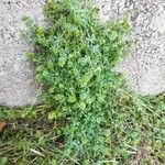 Galium lucidum Fulla