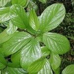 Amphilophium magnoliifolium Leaf