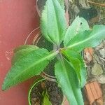 Kalanchoe gastonis-bonnieriBark