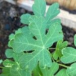 Tropaeolum peregrinum Blatt