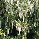 Garrya elliptica Yaprak