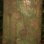 Eperua falcata Bark