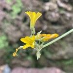 Oxalis ptychoclada Flower