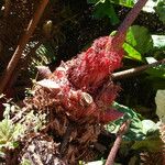 Gunnera insignis Leaf