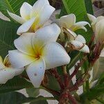 Plumeria alba Квітка