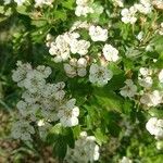 Crataegus laevigataFlower