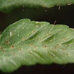 Asplenium barteri Hoja