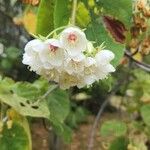 Dombeya burgessiae Цвят