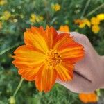 Cosmos sulphureus Kwiat