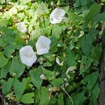 Calystegia silvatica Elinympäristö