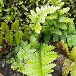 Dryopteris cristata Yaprak