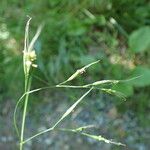 Lolium giganteum Flower