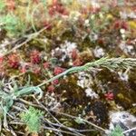 Poa badensis Flower