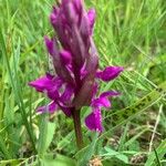 Dactylorhiza majalis 花