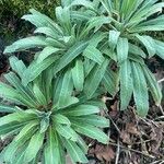 Matthiola incana Blatt