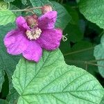 Rubus odoratus Floare