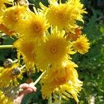 Sonchus acaulis फूल