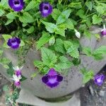 Torenia fournieriBlomst