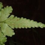 Asplenium macrophlebium Hoja