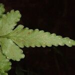 Asplenium macrophlebium Leaf