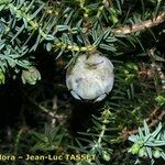 Juniperus drupacea ফল