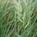 Echinochloa oryzoides Flower