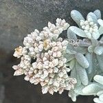 Polycarpaea nivea Flor