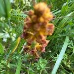 Orobanche gracilis Flower