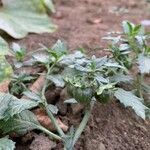 Solanum triflorum Fruit