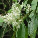 Miconia minutiflora Прочее