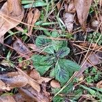 Hieracium venosum Leaf